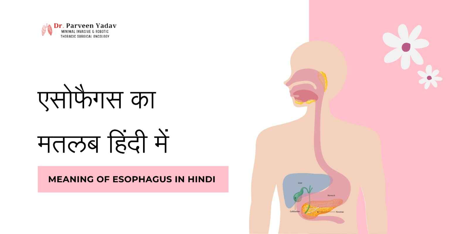 Meaning of Esophagus in Hindi (एसोफैगस का मतलब हिंदी में)